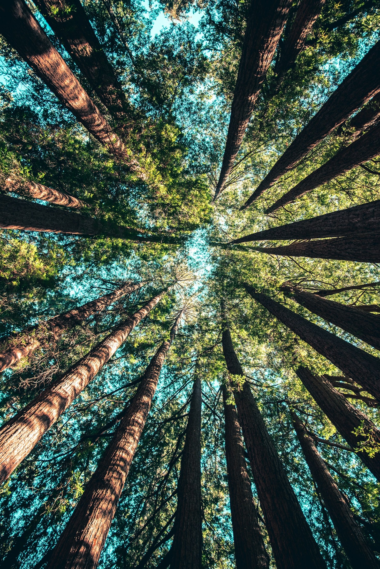 Projetos Sustentáveis que Transformam Comunidades